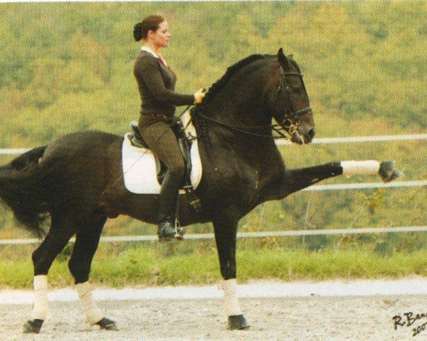 Cavallo Presumido XLVII (Pura Raza Espanola (PRE), 1999, di Manijero IV)