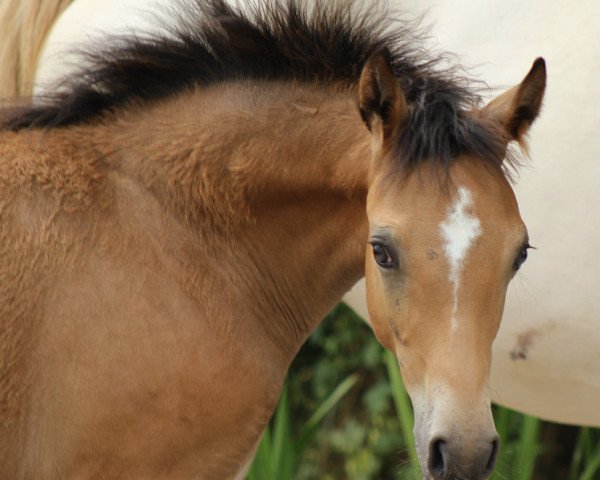 Pferd Da Coeur P (Deutsches Reitpony, 2021, von Diamonds Showtime)