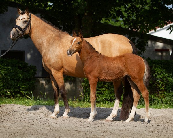 horse Next Glamourdale P (German Riding Pony, 2021, from FS Next Diamond)