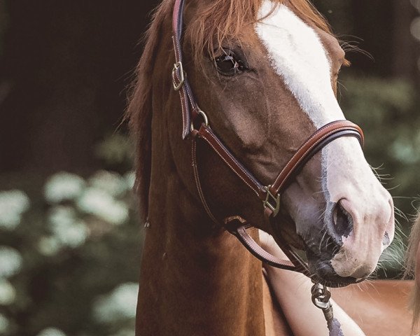 dressage horse Fleur Dansante (Hanoverian, 2017, from Fürstenberg 17)