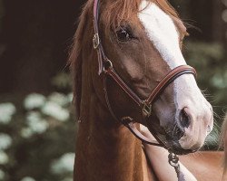 dressage horse Fleur Dansante (Hanoverian, 2017, from Fürstenberg 17)
