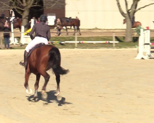 Reitturnier Springe 2025