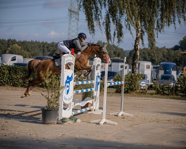 jumper Miss Malu 3 (German Riding Pony, 2016, from Mentos Charmeur)