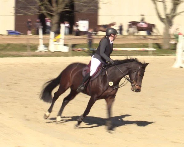 Reitturnier Springe 2025