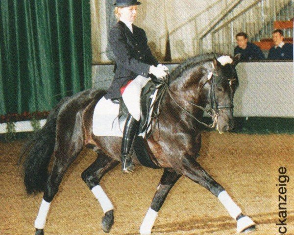 Deckhengst Pelotazo (Pura Raza Espanola (PRE), 1998, von Remache)