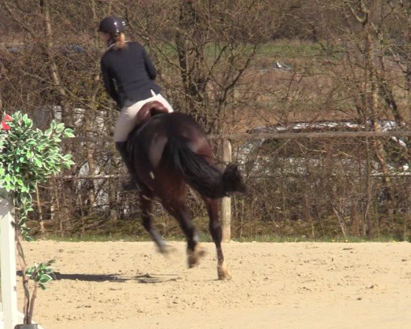 Reitturnier Springe 2025