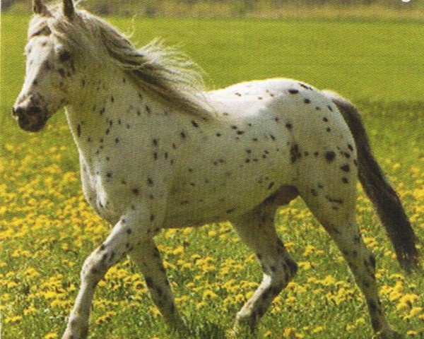 stallion Little Monday (Knabstrupper, 2001, from Mads af Mesballe)
