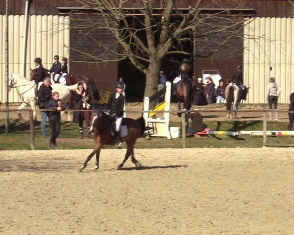 Reitturnier Springe 2025