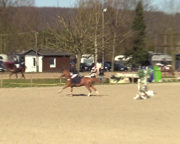 Reitturnier Springe 2025