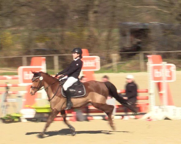 Reitturnier Springe 2025