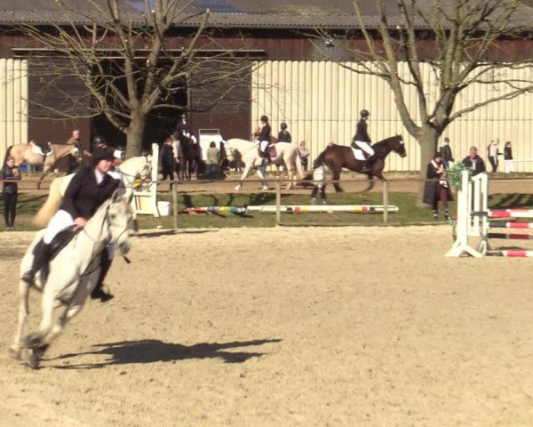Reitturnier Springe 2025
