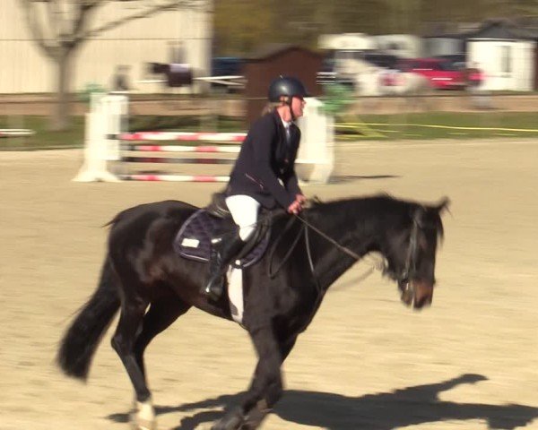 Reitturnier Springe 2025