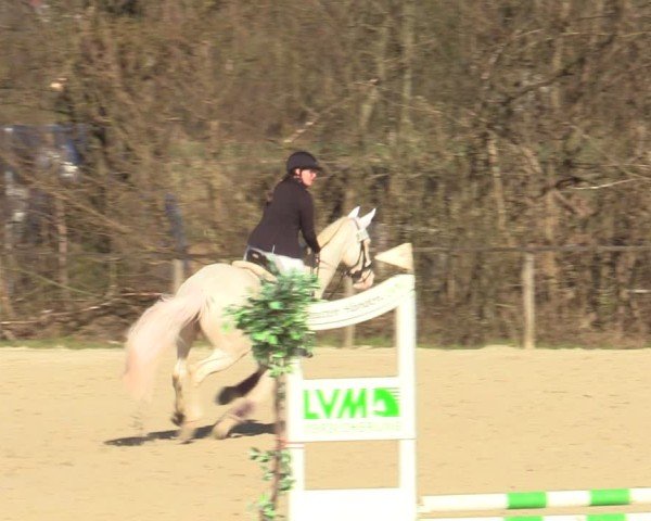 Reitturnier Springe 2025