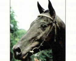 Deckhengst Ussuri xx (Englisches Vollblut, 1982, von Aveiro xx)
