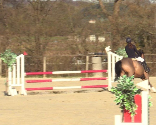 Reitturnier Springe 2025