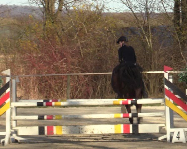 Reitturnier Springe 2025