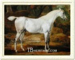 stallion Places White Turk (Thoroughbred,  )
