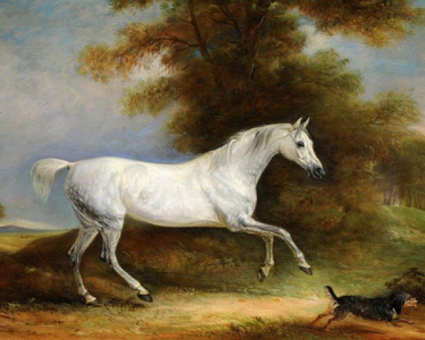 Zuchtstute Old Peg (Englisches Vollblut, 1655, von Old Morocco Barb xx)