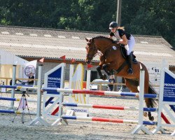 jumper Chuck 49 (Holsteiner, 2015, from Cascadello)