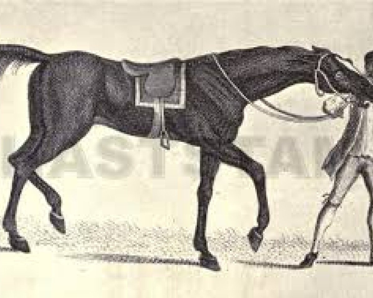 stallion Sedbury (Akhal-Teke, 1648, from rigged Lady)