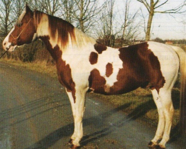 horse Shade Of Two Moons (Paint Horse, 1994, from Shades Of Wonder)