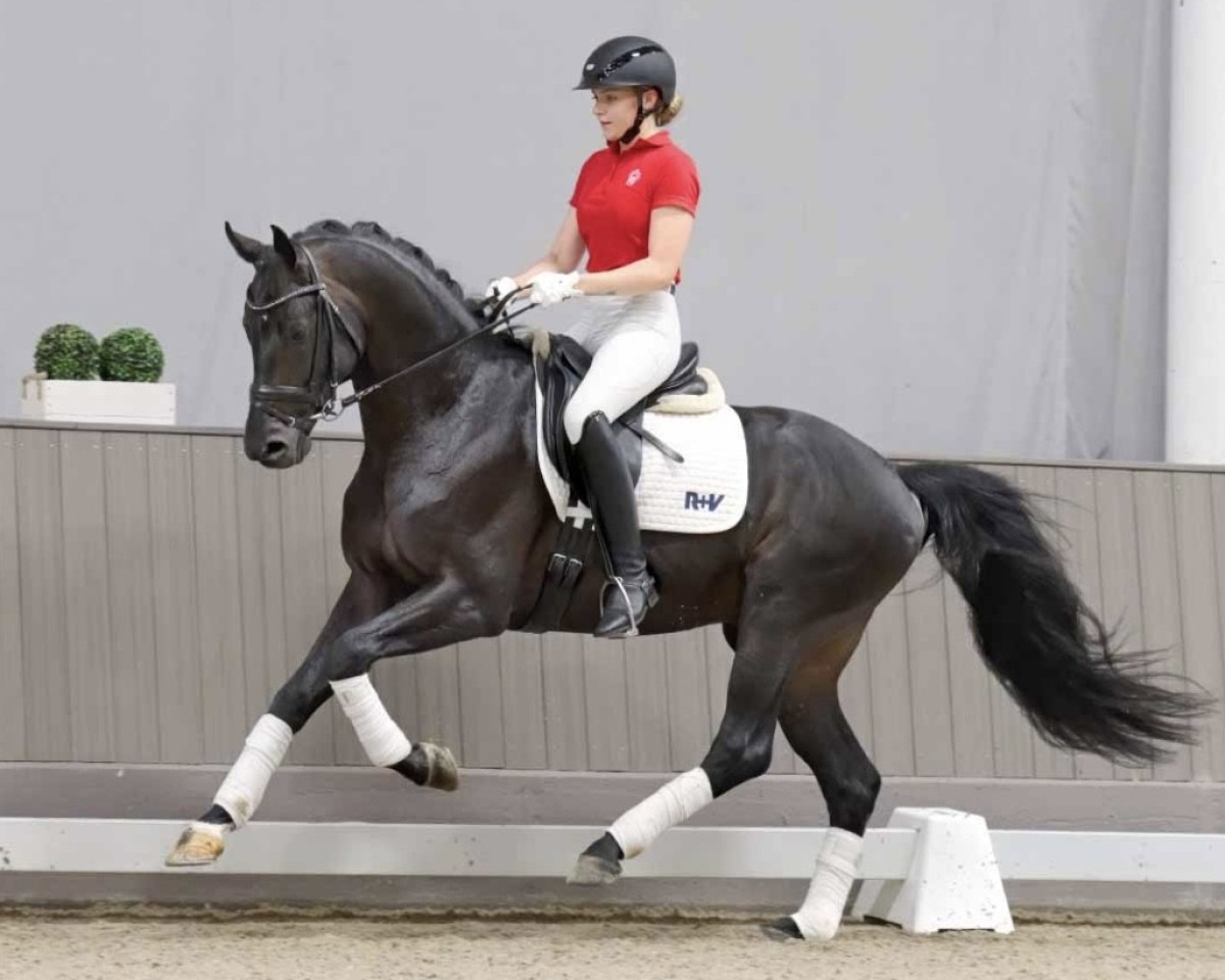 stallion Sir Elton (Westphalian, 2018, from Sir Donnerhall I)