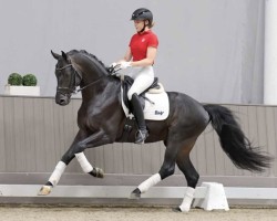 Deckhengst Sir Elton (Westfale, 2018, von Sir Donnerhall I)