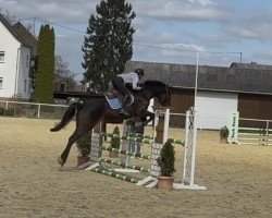 jumper Caruso 518 (Oldenburg, 2009, from Conteur)