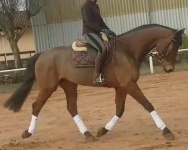 Pferd Lord Lenni (Hannoveraner, 2011, von Levisonn 208 FIN)