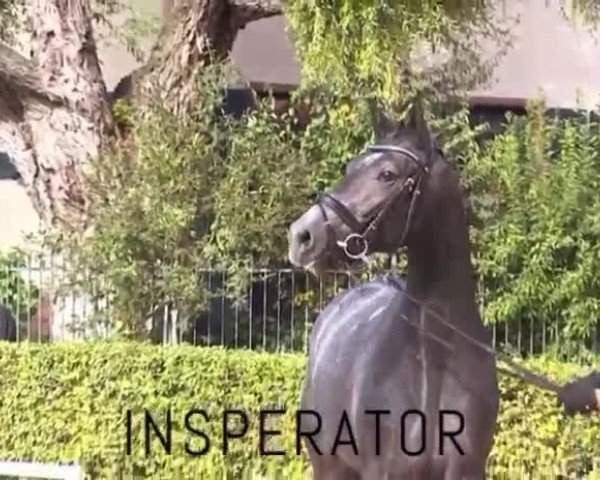 Video von Inspektor