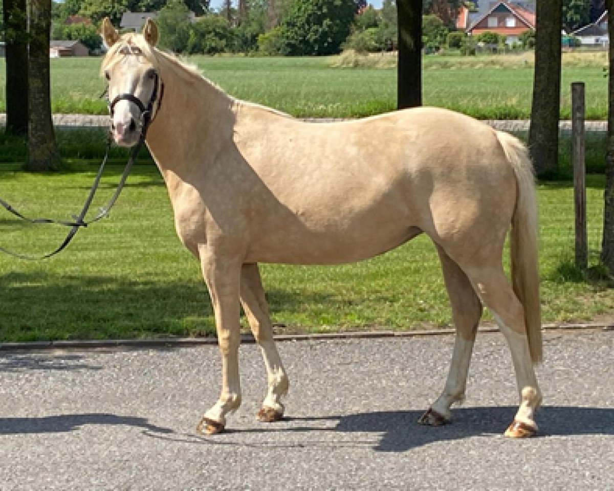 Zuchtstute K.C. Donnerlittchen (Deutsches Reitpony, 2017, von Diamond Touch NRW)