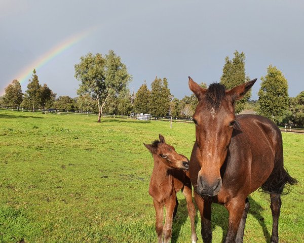 broodmare Valthesse (Westphalian, 2021, from Valverde NRW)