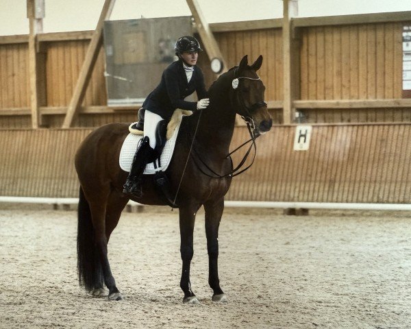dressage horse Famicello (Hanoverian, 2013, from Franziskus FRH) dressage horse Famicello (Hanoverian, 2013, from Franziskus FRH)