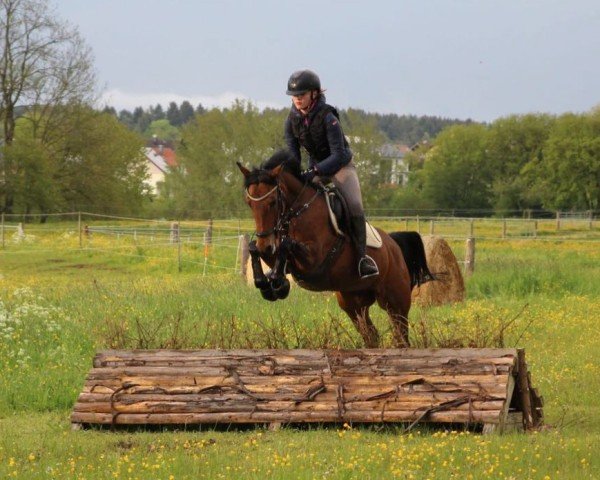 Zuchtstute Mayra 9 (Deutsches Reitpony, 2011, von Nemax)