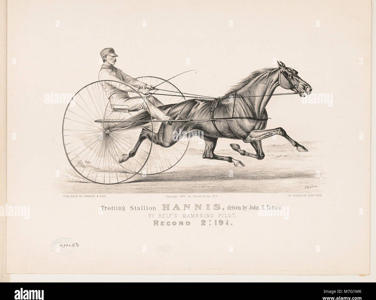 Stallone da monta Mambrino xx (Trottatore Francese, 1806, di Messenger xx)