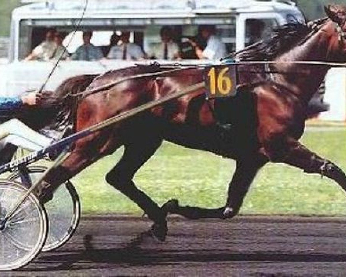 stallion Echo (FR) (French Trotter, 1992, from Qlorest du Vivier (FR))