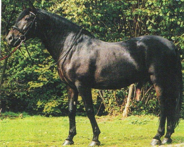stallion Enterao (Pura Raza Espanola (PRE), 1987, from Viboro III)