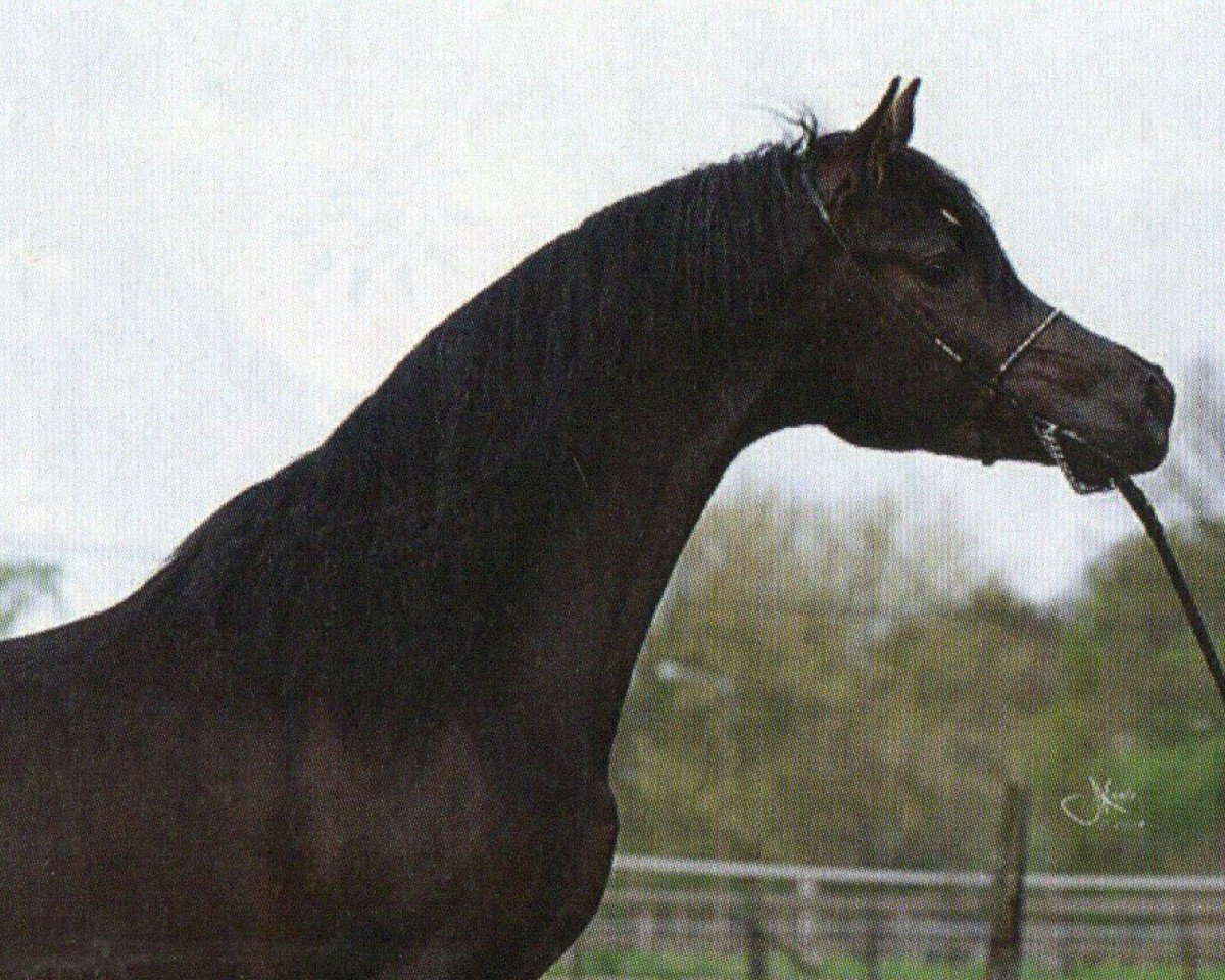 stallion SHAIMONIET ox (Arabian purebred, 2005, from SW Hallany Shai)