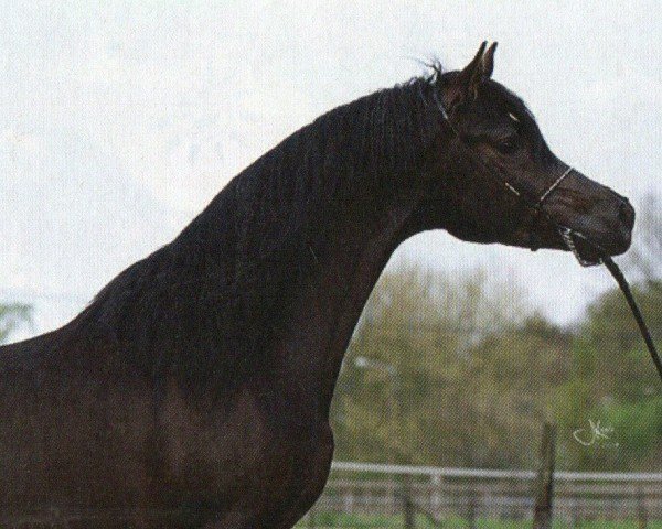 Deckhengst SHAIMONIET ox (Vollblutaraber, 2005, von SW Hallany Shai)