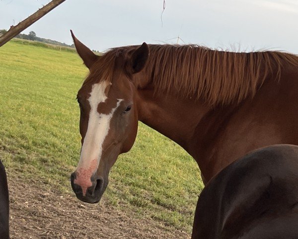 Horse Onja (Hanoverian, 2019, from Ogano Sitte)