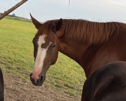 Caballo Onja (Hannoveriano, 2019, de Ogano Sitte)