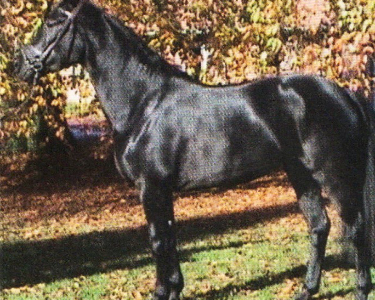 Dressurpferd Daylight 193 (Westfale, 2002, von Danny de Vito 2)
