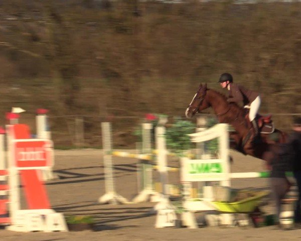 Reitturnier Springe 2025