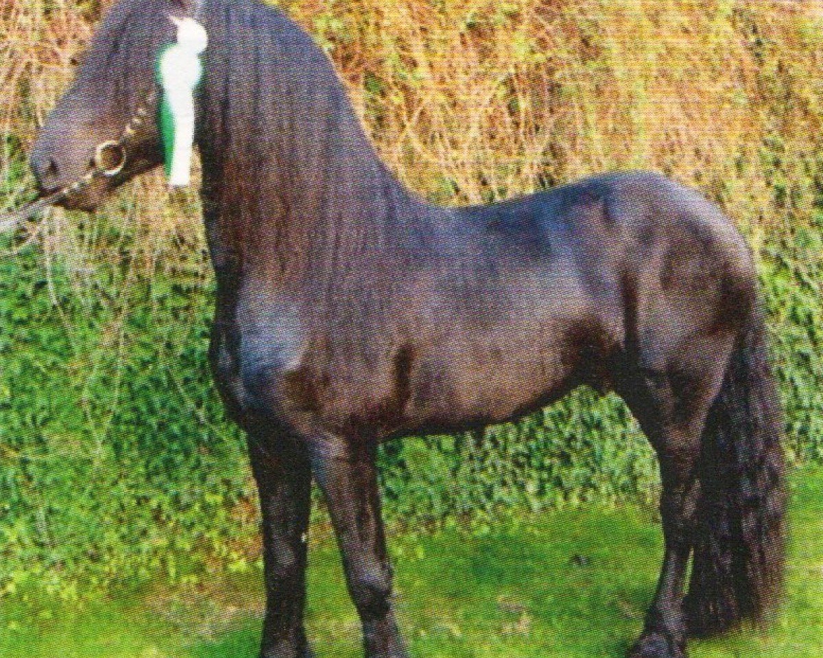 Hest Fedde H. (Frieserhest, 2001, fra Monte 378)