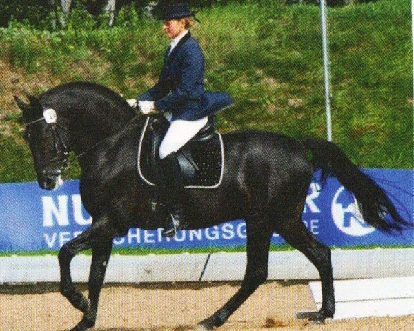 stallion Rih YBB (Raza Menorquina, 2003, from Kalif FR) stallion Rih YBB (Raza Menorquina, 2003, from Kalif FR)