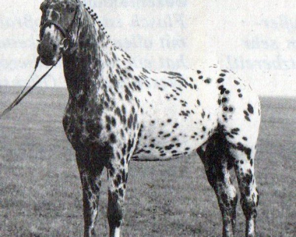 stallion Confetti Lynghöj (Knabstrupper, 1990, from Aleksander OLH 492)