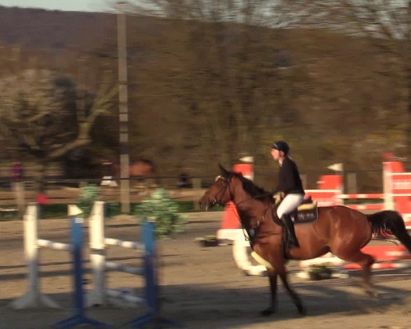 Reitturnier Springe 2025