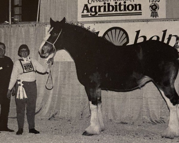 broodmare Clydeview Miss Donella (Clydesdale, 1990, from Julive Benefactor Thunder)
