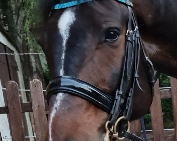 Dressurpferd Salasco (Tschechisches Warmblut, 2011, von Sarkozy 3)