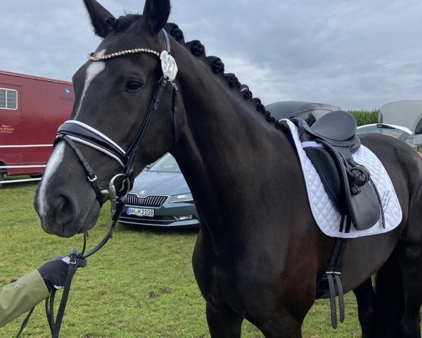broodmare Zelda la belle M (Westphalian, 2017, from Zonik One)